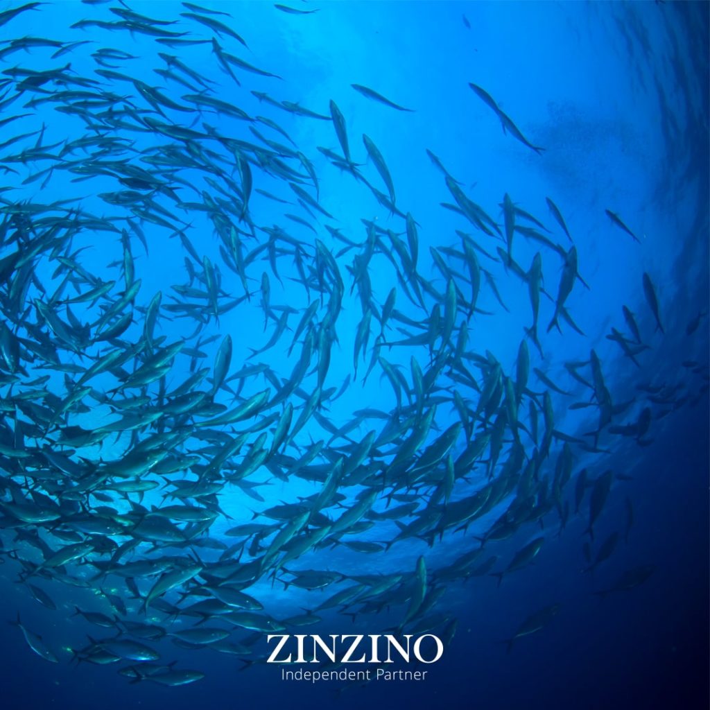 zinzino logo auf oceanhintergrundbild